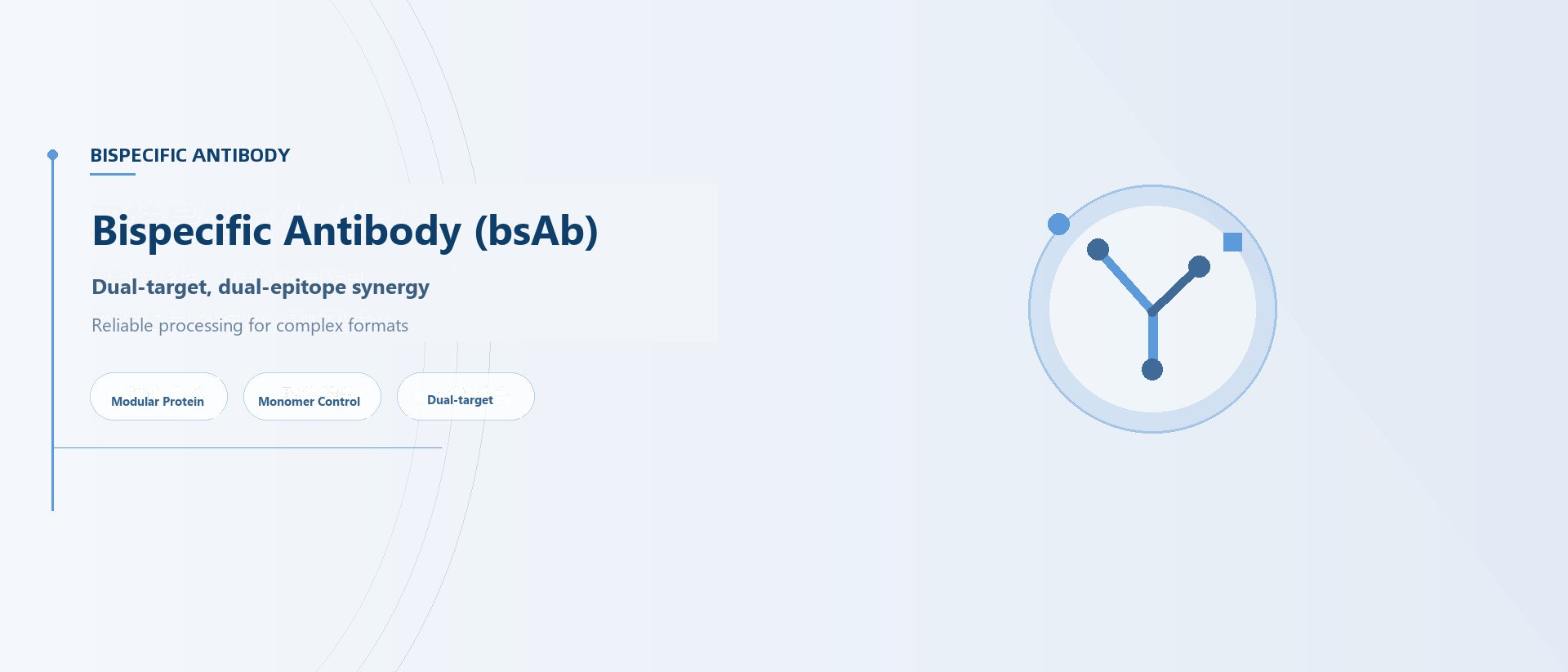 Bispecific Antibodies（bsAb）